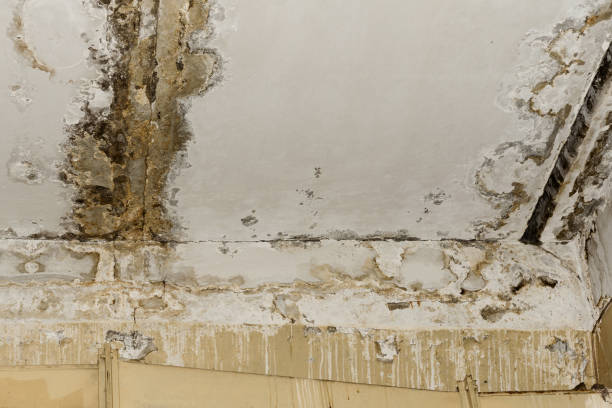 Best Biohazard Mold Removal  in Eidson Road, TX