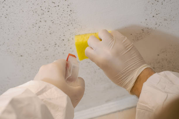 Best Mold Remediation for Healthcare Facilities  in Eidson Road, TX