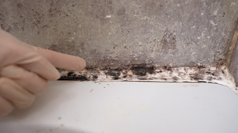 Best Forensic Mold Investigation  in Eidson Road, TX